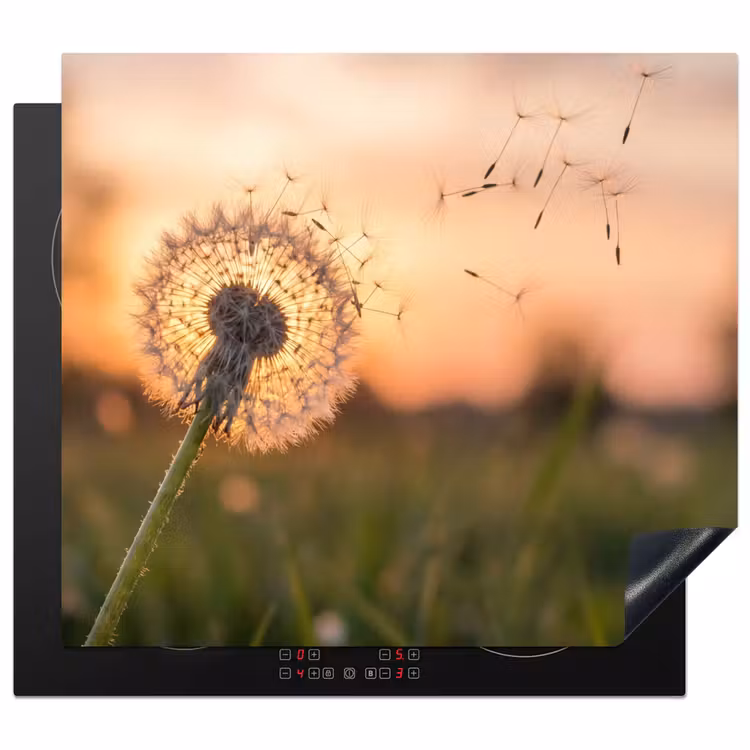 Protection plaque induction - Pissenlit - Coucher de soleil - Champ — 1