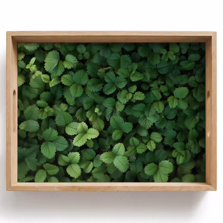 Plateau - Vert - feuille - dentelé - soleil — 1