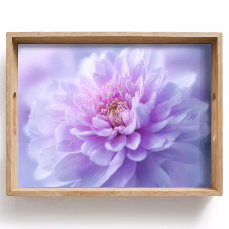Plateau - Violet - Dahlia - Rêveur — 1