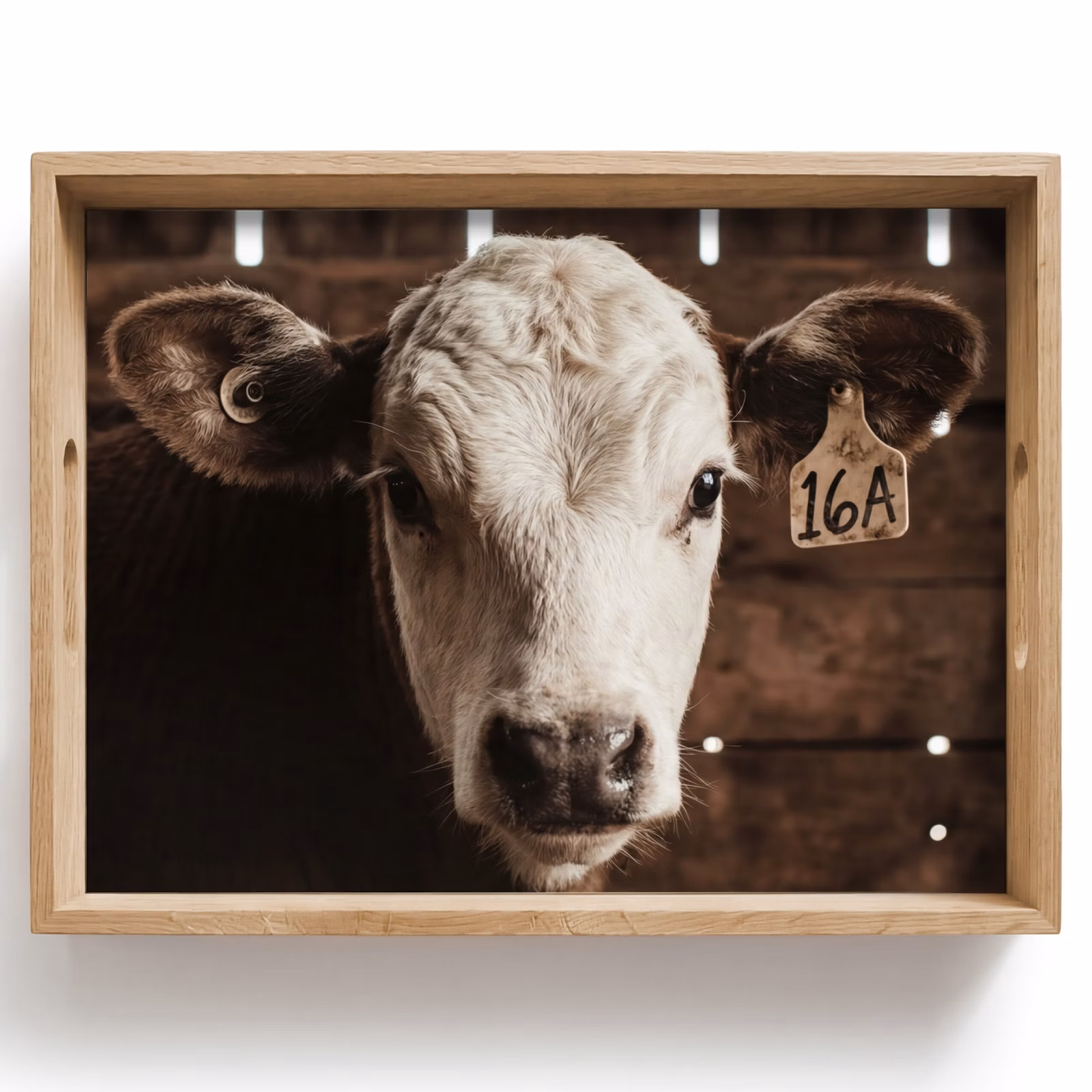 Plateau - Veau - Earmark - Ecurie en bois — 1