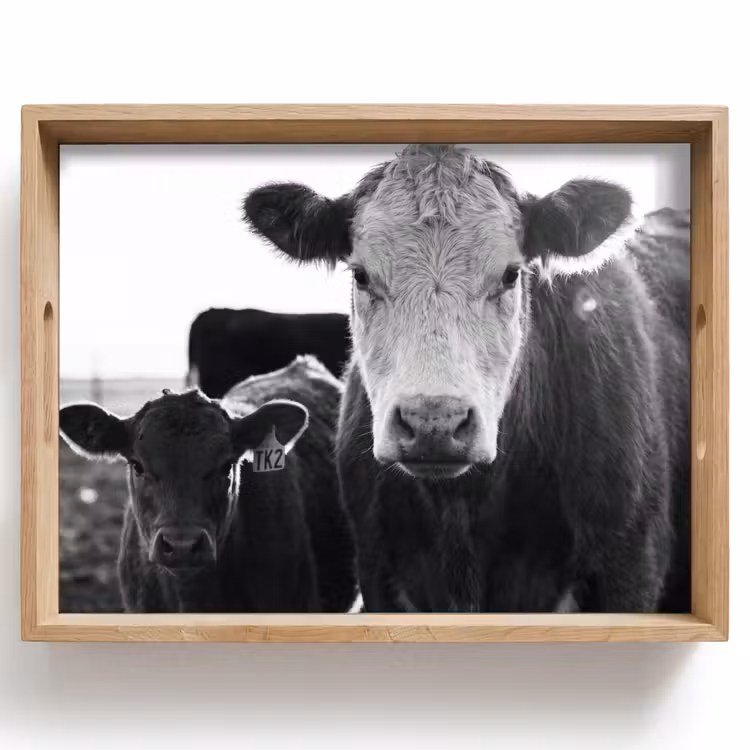 Plateau - Vaches - Noir et blanc — 1