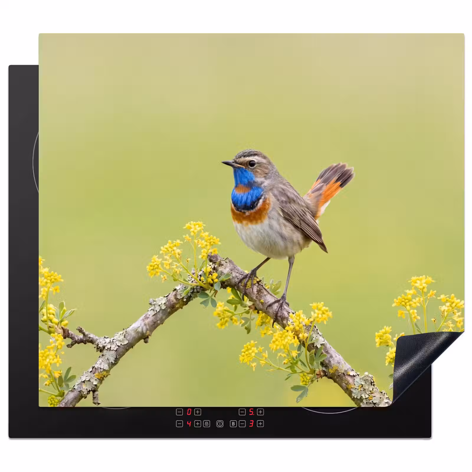 Protection plaque induction - Oiseau - Branche - Nature - Coloré — 1