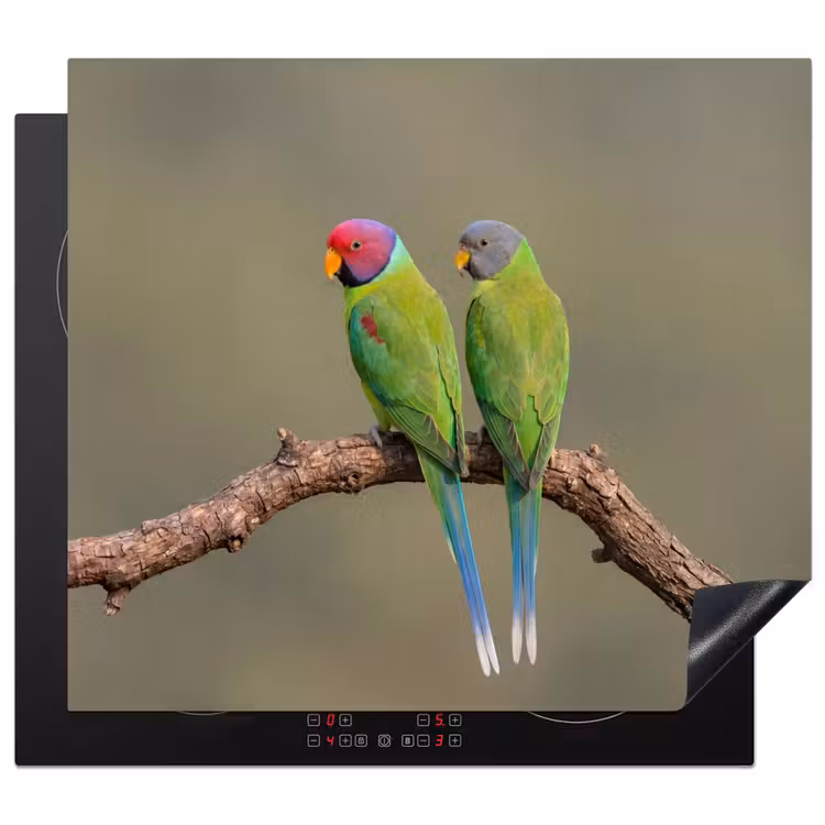 Protection plaque induction - Perroquet - Branche - Nature - Coloré — 1