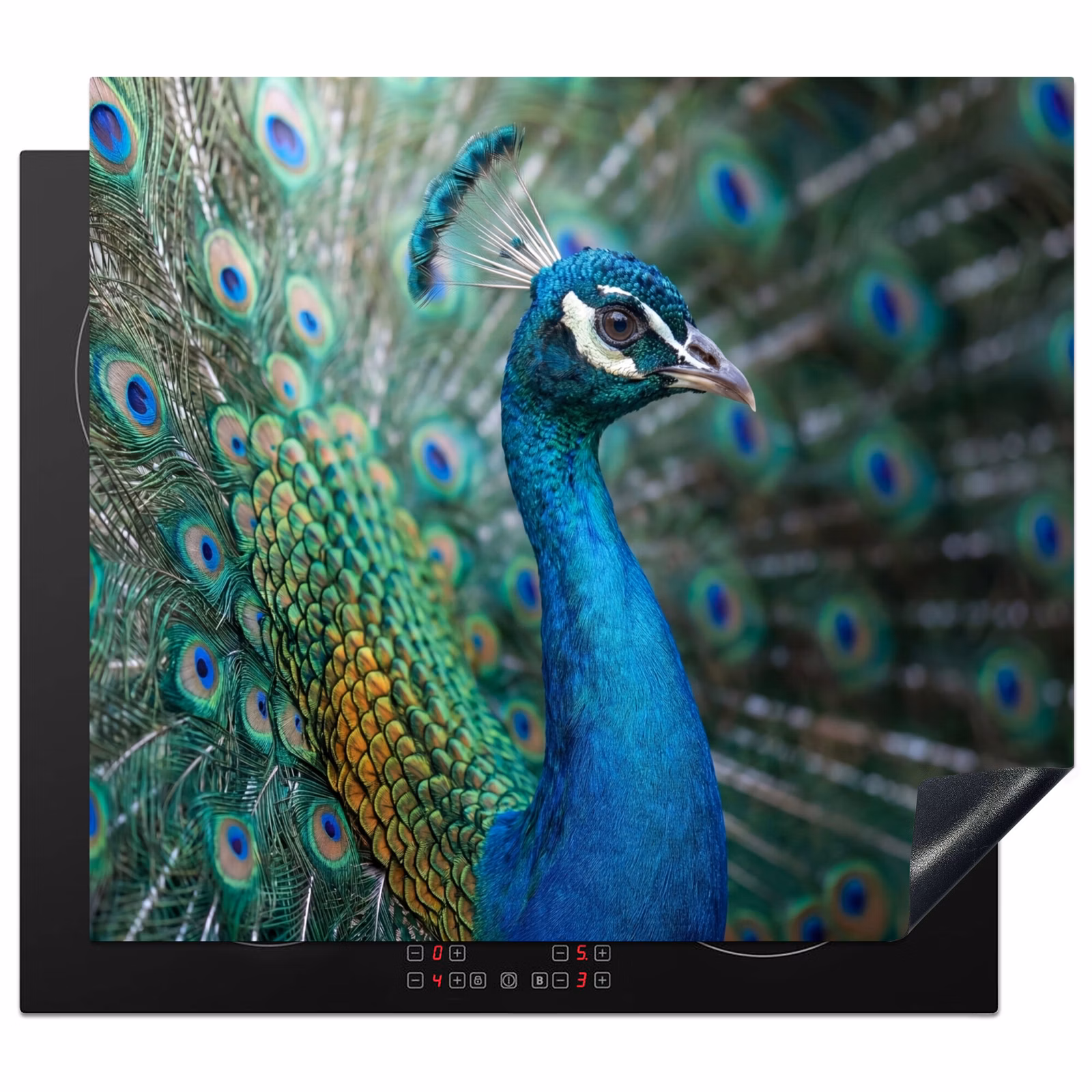Protection plaque induction - Paon - Plumes - Bleu — 1