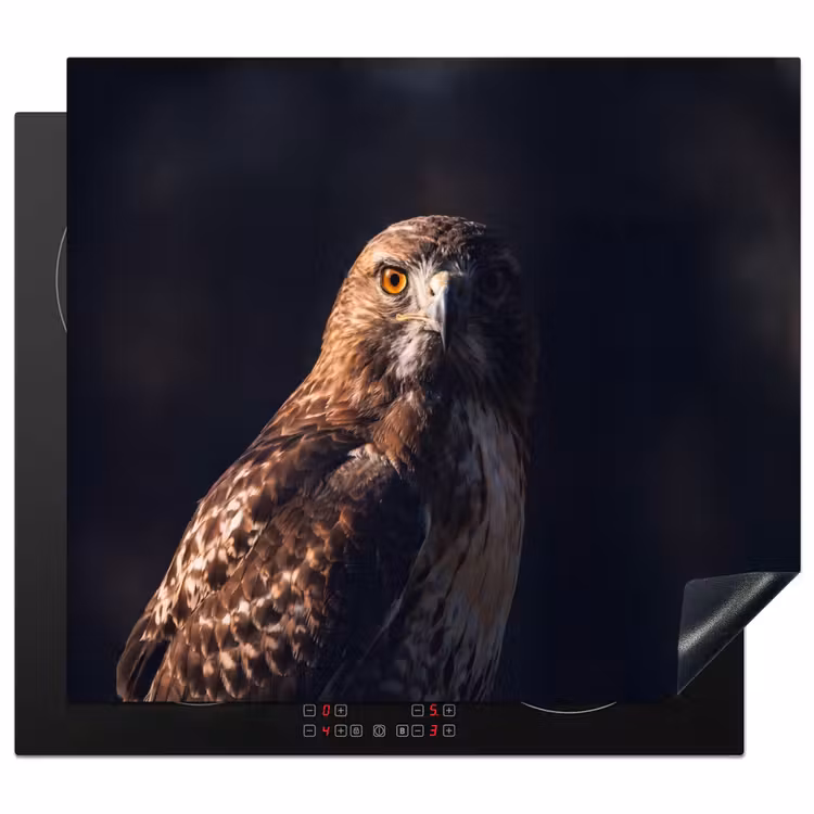 Protection plaque induction - Oiseau de proie - Buse - Brune — 1