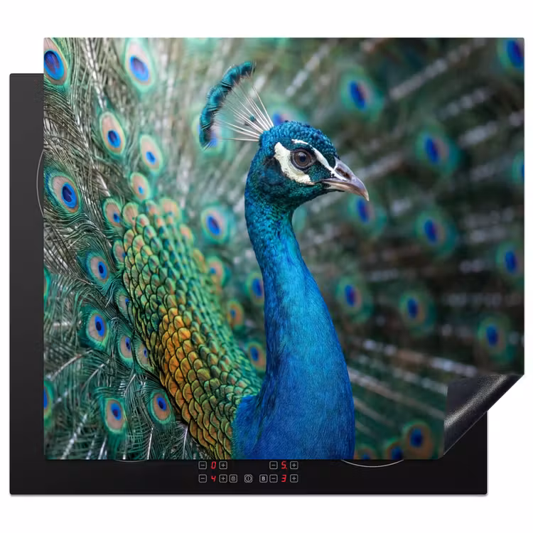 Protection plaque induction - Paon - Plumes - Bleu — 1