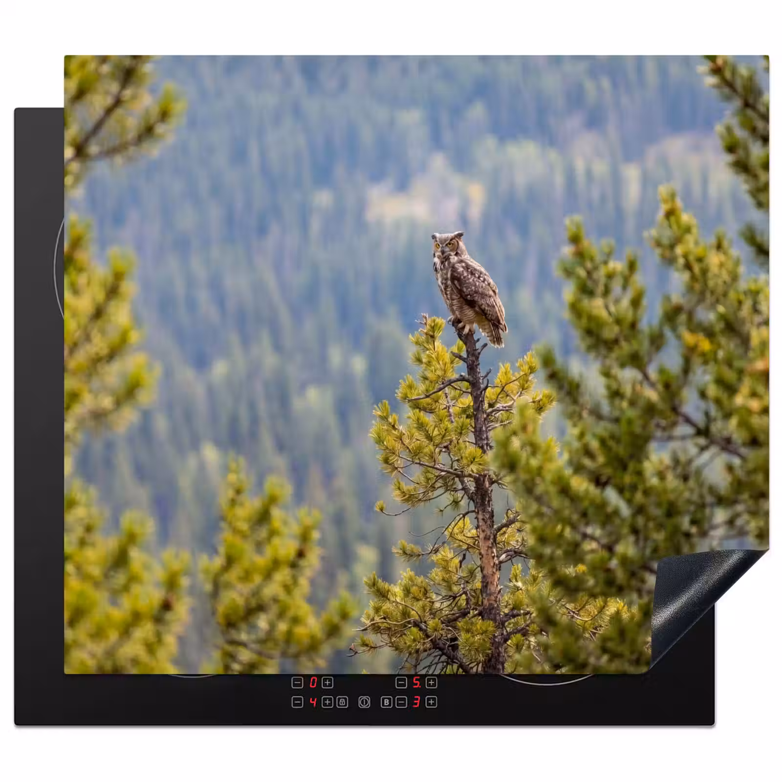 Protection plaque induction - Chouette - Hibou grand-duc - Arbres - Nature — 1