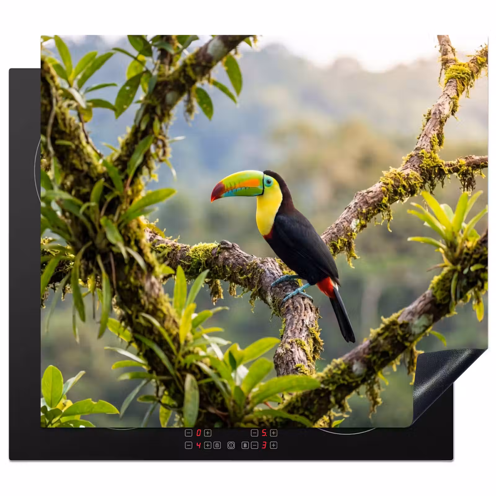 Protection plaque induction - Toucan - Jungle - Nature - Coloré — 1