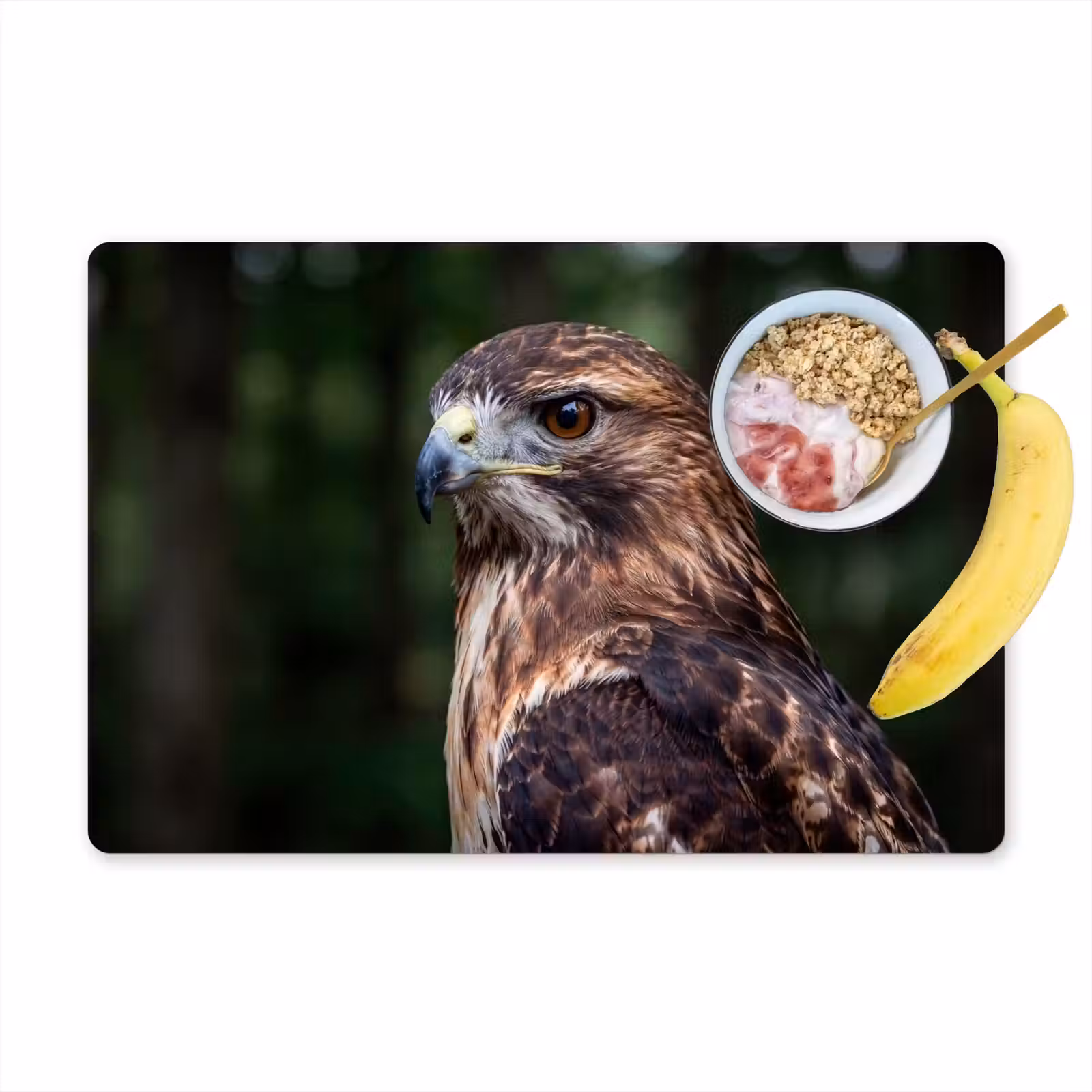 Set de table – 6 pièces - Buse - Rapace - Nature - Marron — 1