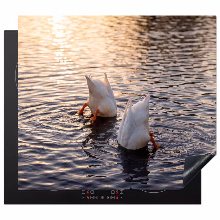 Protection plaque induction - Canards - Eau - Nature — 1