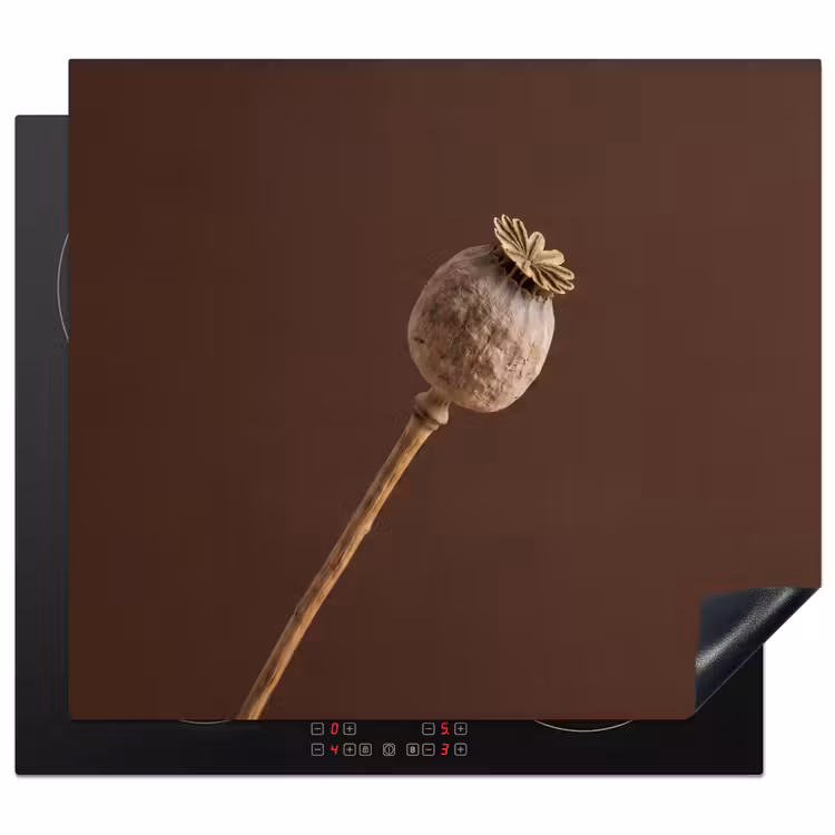 Protection plaque induction - Bulbe de pavot - Fleur sèche - Marron - Minimaliste — 1