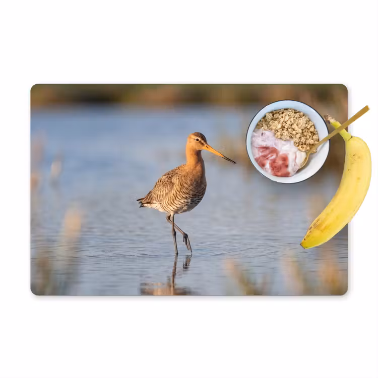 Set de table – 6 pièces - Oiseau - Échasse - Eau - Nature — 1