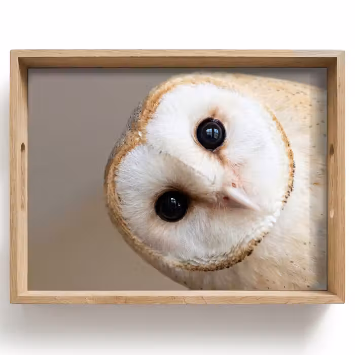 Plateau - Hibou - Marron - Blanc