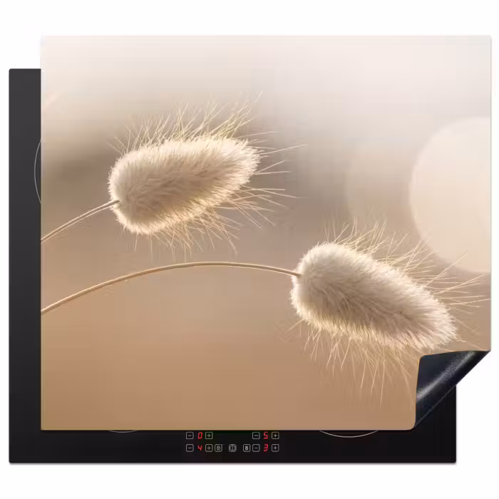 Protection plaque induction - Haze tail grass - Poils de céréales - Lumière du soleil