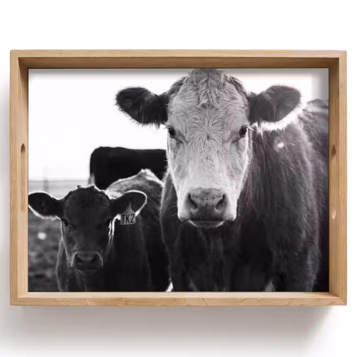Plateau - Vaches - Noir et blanc